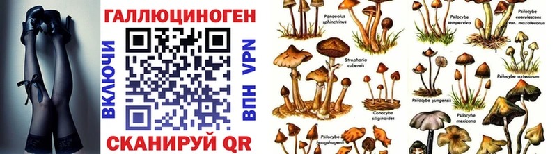 блэк спрут ссылка  Сосновоборск  Галлюциногенные грибы Psilocybe 